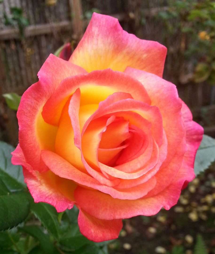  photo 20140916_101638-1_zpspzvwdpcd.jpg